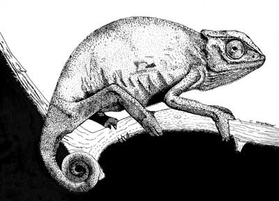 Jackson's Chameleon | Pen & Ink | Little Finch Designs