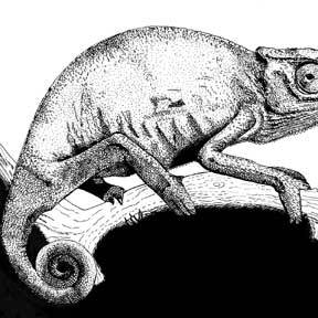 Jackson's Chameleon | Illustration | Christel's Design Studio
