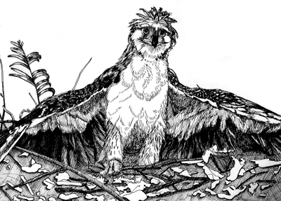 Monkey Eaglet | Pen & Ink | Little Finch Designs