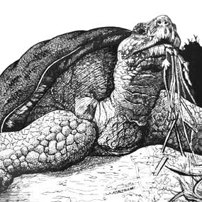 Tortoise | Illustration | Christel's Design Studio